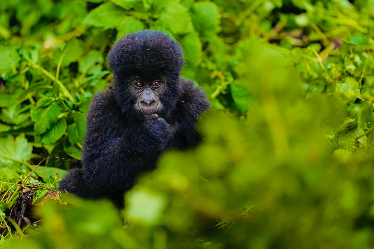 baby gorilla